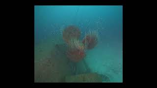 Propeller of USS Anderson wreck from Able test Bikini Atoll, 1946 #shorts #diving #wreckdiving