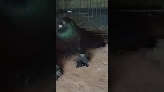 #pigeon #bird #kabootar #fancy #bd #pets #pet #shortvideo #shorts #short #shortsfeed #share