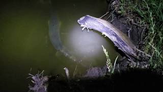 Gar fishing.(Fishing with Bob and Marc).