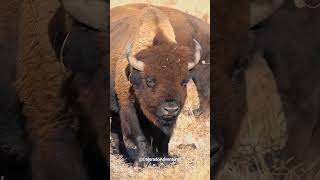 Huge Bison at The Arsenal Wildlife Refuge in Colorado