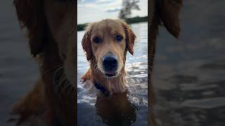 Summer is full of adventure … #Dog #Goldenretriever #CuteDog #SweetDog #Goldie #NatureLover #Shorts