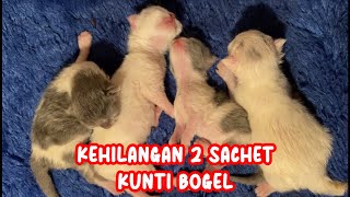 ANAK KUCING MEONG MEONG LAHIR 13 OKTOBER 2023