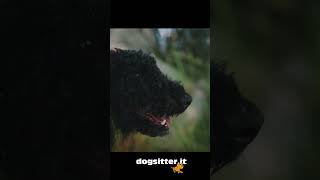 Dogsitter.it lo shop preferito del tuo amico pet