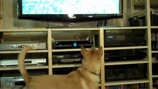 Mulligan Watches A Dogumentary on TV