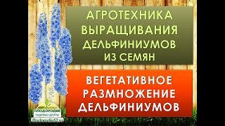 Дельфиниум. Выращивание из семян. Вегетативное размножение гибридов.