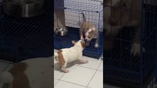 Chichi and Athena #frenchbulldog #americanbully #puppy #puppies #foryou #viral #video