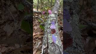 Dance of the Venusian Lady Slippers