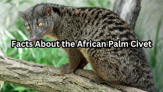 Facts About the African Palm Civet