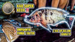 TERNYATA IKAN BESAR LEBIH SUKA UMPAN KECIL ⁉️ 2 KG UP CUMA POIN‼️UMPAN SIMPEL MANCING NILA GALATAMA