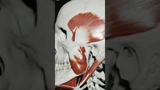 TMJ Muscles of mastication! 🔥🦷 #dental #dentalprocedure