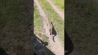 Leopard right next to our car