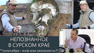 ЧУПАКАБРА МИФ ИЛИ РЕАЛЬНОСТЬ - профессор Сергей Волков