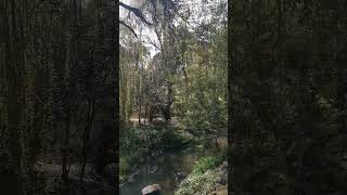 Suburban Trail Run 11 at winter-end VIC Australia #shorts #TrailRun #urbanlandscape #stream