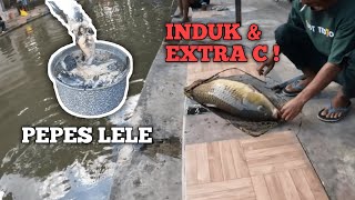 TUTORIAL LENGKAP UMPAN PEPES GALATAMA IKAN MAS