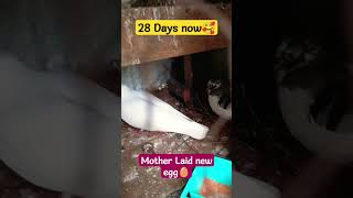 28 Days old 🥰 pigeon babies and new egg 29April2024.#Pigeons#Cute#youtubeshorts #youtube#viralvideos