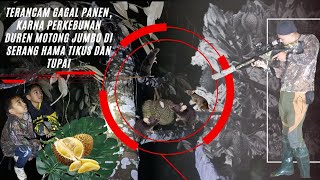 PETANI DURIAN MONTONG JUMBO TERANCAM GAGAL PANEN