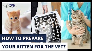 How to prepare your kitten for the vet? |  Here's all you need to know |