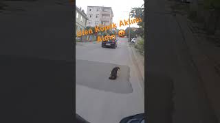 Köpeğin Arkasından Geçmemek Lazımmış 😳