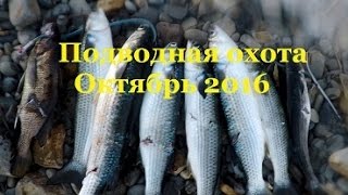 Осеняя подводная охота в черном море на лобана. 2016