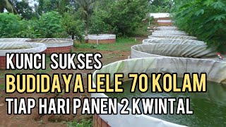 TIPS SUKSES BUDIDAYA IKAN LELE SISTEM PERIODIK 70 KOLAM ||  MENGUNTUNGKAN DAN BISA PANEN TIAP HARI