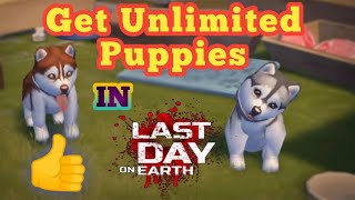 How to get Puppies in Last Day On Earth ? Locations to get puppies