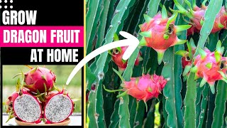 How to Grow Dragon Fruit Plant Easily (Genius Quick Ways)