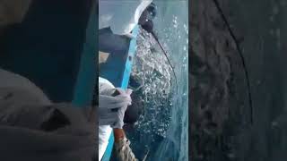 king fish #catching Open sea#fishing #shortvideo