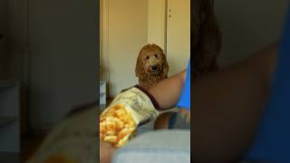 Living with a doggo… #doglover  #coemdyvideo #shortvideo