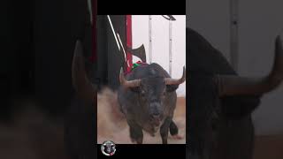 TOROS GUAPOS IMPRESIONANTES 2024 PUZOL HOSTALETS #toros #TOROSTV #bulls  #bull