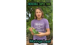 Benefits of Moringa | How to dry and make home-made tea from the actual plant