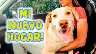 Cachorro de Labrador ABANDONADO 😢 encuentra una nueva familia 🐶🥳 ¡Esta vez PARA SIEMPRE!