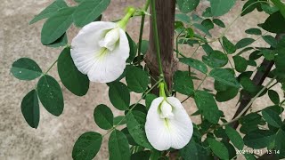 how to grow white aparijita || Update of my white aparijita plant||