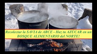 Recolectar la SAVIA de ARCE y almacenarla. ¡Haz tu propio AZÚCAR en un BOSQUE ALIMENTARIO DEL NORTE!