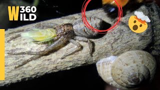 In the Dark Night I found Spider Hunter Cicada and Firefly attacked on Spider 🕷️ 😲 || WILD 360