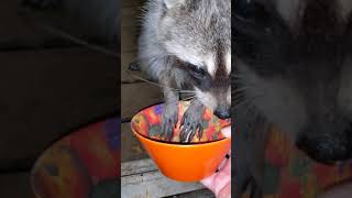 Trixie The Raccoon out of hibernation