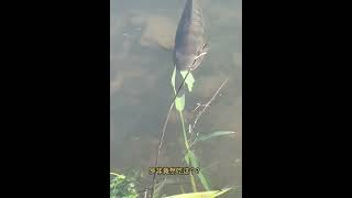 Fish eating grass funny moment #funnyfish #shorts