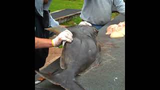 How to Fillet a Halibut LIKE A BOSS #shorts