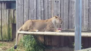 Lion in Tallinn zoo