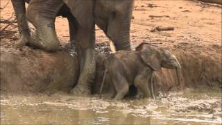 Touching video of elephants helping a calf out of a waterhole