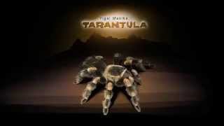 Tarantula (With DVD) by Yigal Mesika - Now with 50'f of Steve Fearson's Vectra!