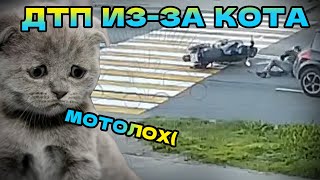 Разбор МОТОДТП с котиком! Авария по вине усатого! #дтп2024 #авария