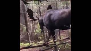 Hiker hides behind a tree as a moose approaches