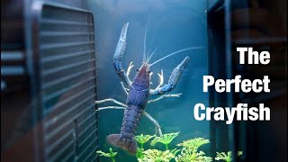 ELECTRIC BLUE CRAYFISH TANK SETUP (MULTIPLE OPTIONS)