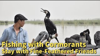 Fishing with Cormorants, Stay with Fine-Feathered Friends