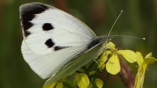 Supermacro Panasonic FZ300