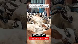 BAKRID SALES 2024 | Chennai | India | #goat #sheep #2024 #animals #chennai #india