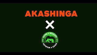 Dogs 4 Wildlife X AKASHINGA