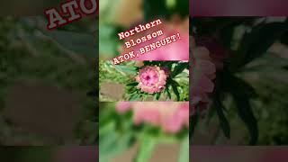 Northern Blossom Flowers! #northernblossom #benguet #atok #satisfying #subscribe #shorts