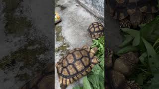 Kiku dan gacu sedang makan kura kura sulcata part 25#shorts #animals