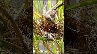 Bird #birds #nature #love #shorts #short